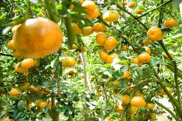 Mandarin garden in Lai Vung, traditional village of mandarin in Dong Thap, Vietnam