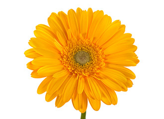 Yellow gerbera flower on white