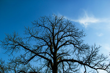 fall autumn tree dry