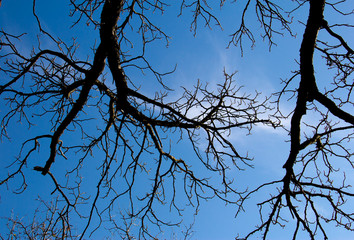 fall autumn tree dry