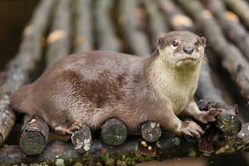 otters