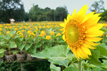 Sun flower in field