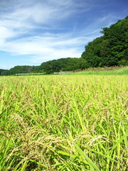 豊作の里山