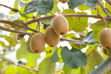 栽培中のキウイフルーツ