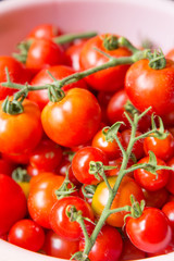 採れたてのトマト