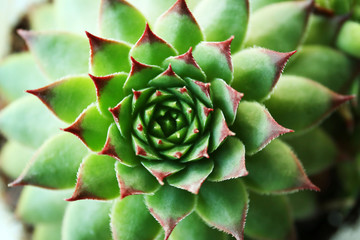 Beautiful succulent plant close up