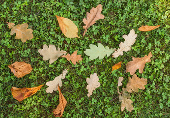 Grass lawn covered with fallen leaves.