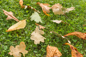 Grass lawn covered with fallen leaves.