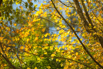Leaves many branches, autumn maple leaves.