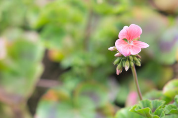 Pink flower in a field green.