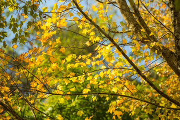 Naklejka na ściany i meble Leaves many branches, autumn maple leaves.