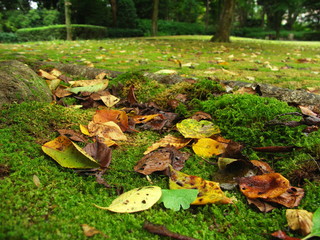 苔庭の落ち葉