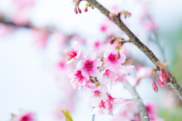 Wild himalayan cherry flower blooming.