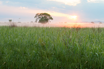 Sun illuminating morning fog