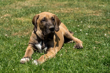 puppy of Fila Brasileiro (Brazilian Mastiff)
