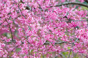 Wild himalayan cherry flower blooming.