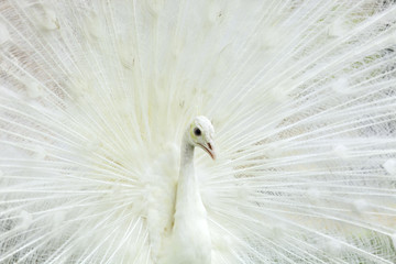White Peacock