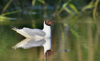 Black-headed Gull (Larus ridibundus)  sitting down at the water. Black-headed Gull (Larus ridibundus) sitting down at the water. Gull and reflection
