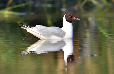 Black-headed Gull (Larus ridibundus)  sitting down at the water. Black-headed Gull (Larus ridibundus) sitting down at the water. Gull and reflection
