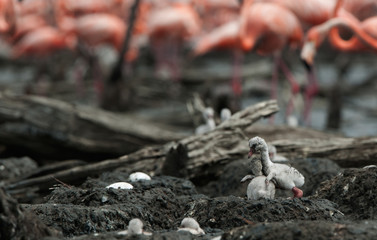 Fighting Baby birds of the Caribbean flamingo.