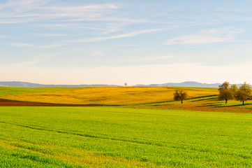 Obraz premium Green Meadows