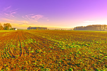 Fields at Sunrise