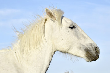 Portrait of the White Camargue Horse