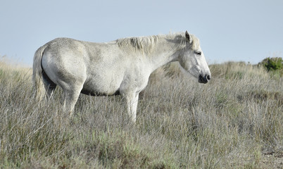 Obraz premium Portrait of the White Camargue Horse