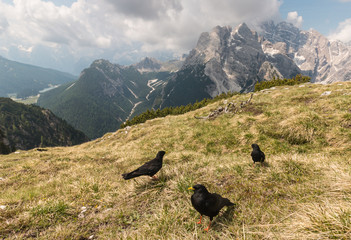alpine choughs resting on meadow in Dolomites