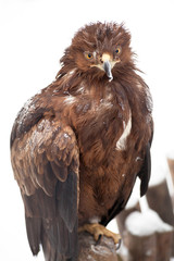 Obraz premium eagle portrait