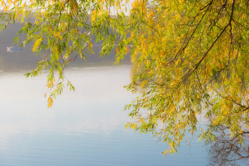 Willow branches with yellowing leaves over the pond