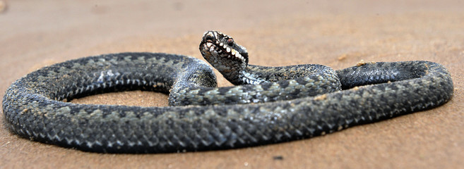 The common European adder or common European viper