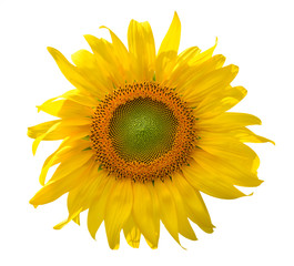 Fototapeta premium Sunflower isolated on white background