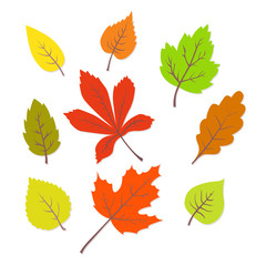 Colorful autumn leaves set. vector illustrations