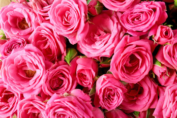 Beautiful roses close up