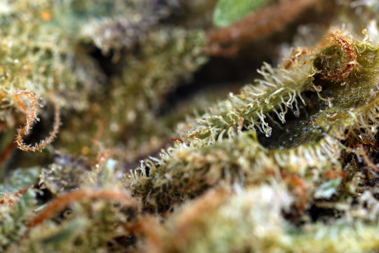 Medical dry cannabis close up