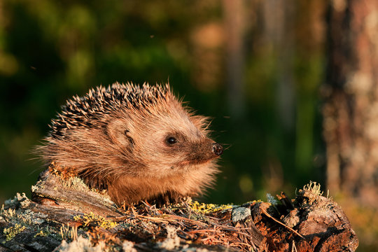 Hedgehog. A hedgehog in beams of the coming sun on the fringe of the forest