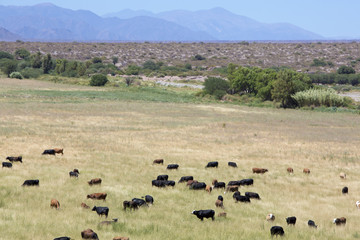 Fototapeta na wymiar Gaucho herding cows grazing near Cafayate in North West Argentin