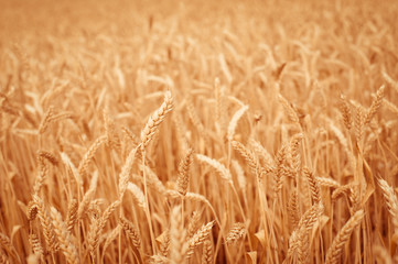 background, backdrop of  yellow ears on the beautiful golden wheat field