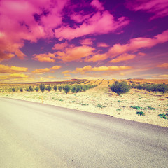 Olive Grove at Sunset
