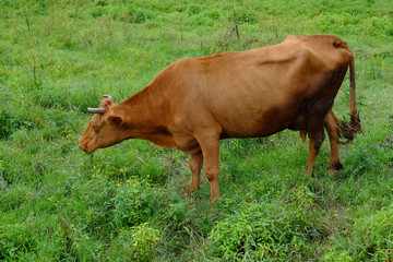 Cow grazing in summer meadow
