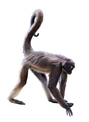 White-bellied spider monkey © JackF