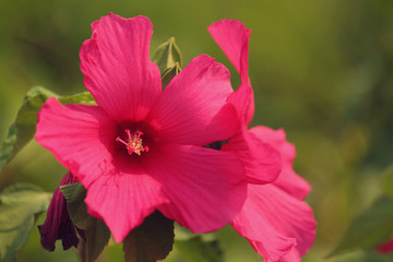 Pink flower in garden, close-up