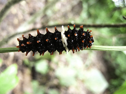 caterpillar

