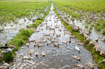 Herd of duck in the rice field in Mekong Delta, An Giang, Vietnam