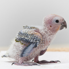 Cute baby of Congo. African grey parrot.
