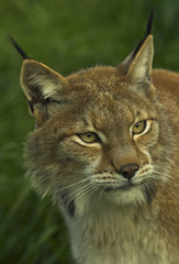 LINCE