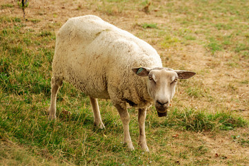 Obraz premium Mouton en Aubrac