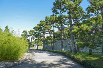 Fototapeta na wymiar 二条城庭園の松並木