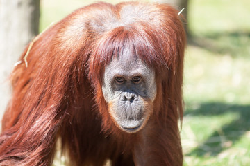 Orang outan - Pongo pygmaeus - en gros plan